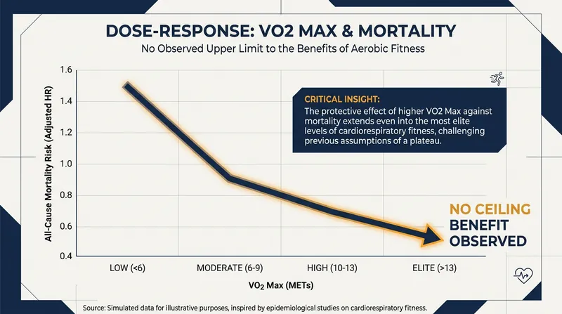The steepest drop in mortality risk occurs when moving from low to below-average fitness, though benefits continue to accrue at elite levels.