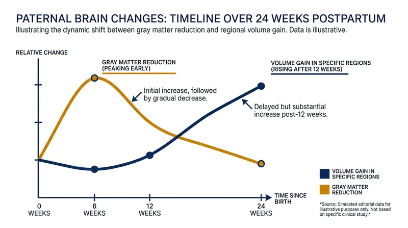 Brain changes occur in a moving sequence, with early gray matter reduction followed by targeted volume gains.