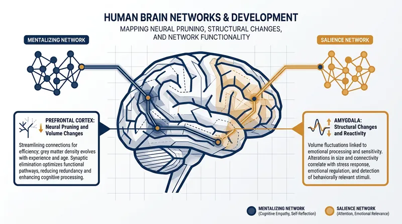 The 'mentalizing network' undergoes significant pruning to optimize the brain for empathy and social cognition.