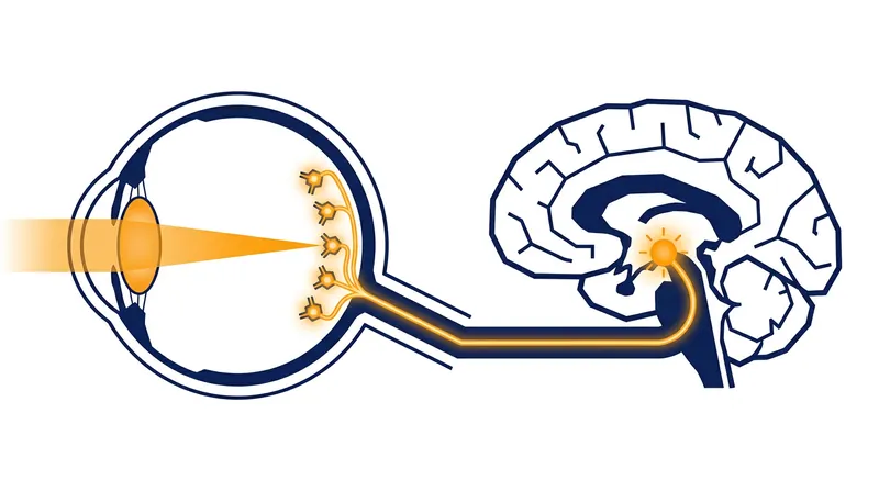 Specialized cells in the eye called ipRGCs act as a biological light-meter, sending signals directly to the brain's master clock.