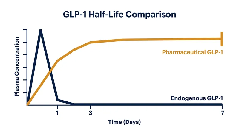 While natural GLP-1 breaks down in minutes, synthetic GLP-1 receptor agonists are engineered to remain active in the body for approximately a week.