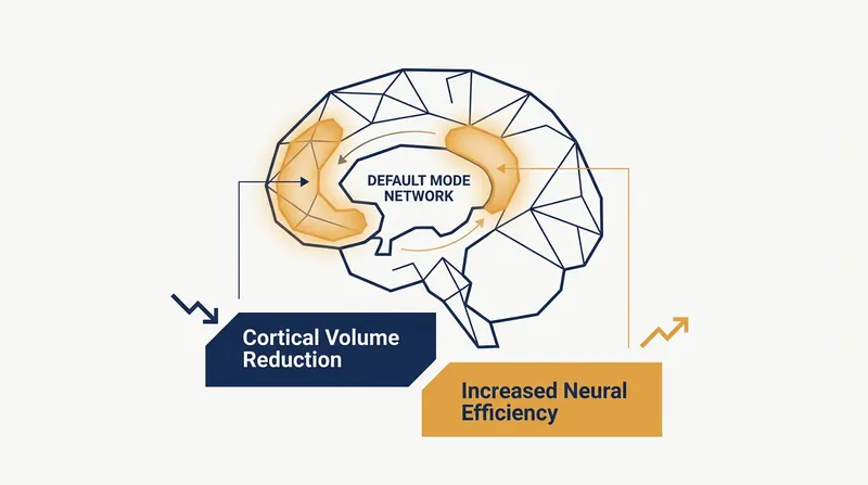 MRI scans reveal that first-time fathers experience a 1-2% reduction in cortical volume, tuning the brain for infant cues.