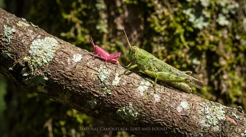 Without their natural green or brown coloring, pink grasshoppers stand out starkly against their environment.