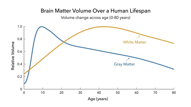 While gray matter peaks in childhood, the brain's white matter—responsible for communication speed—continues to grow until roughly age 40.