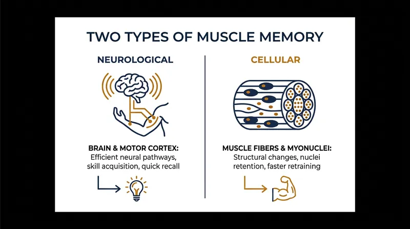 Muscle memory relies on both neurological pathways in the brain and cellular adaptations in the muscle tissue.