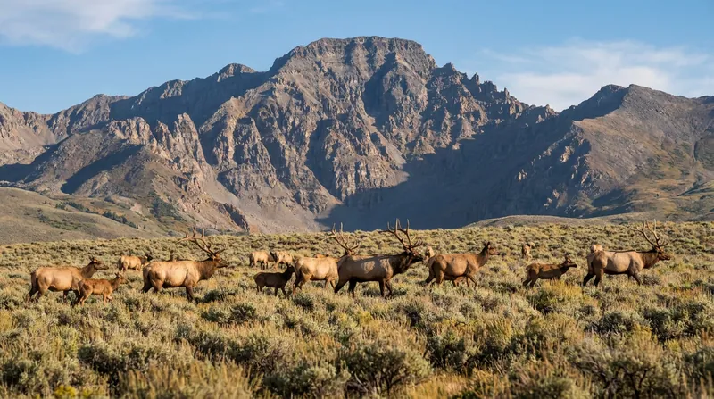 Conservationists warn that expanded leasing threatens critical migration corridors for big game and at-risk bird species.
