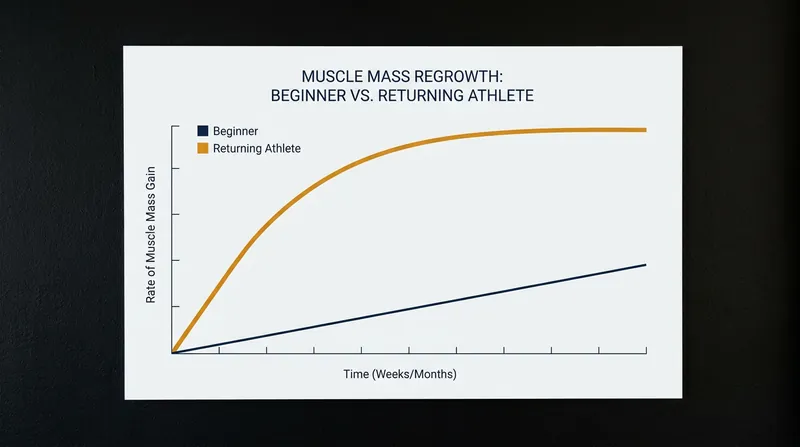 Returning athletes regain lost muscle mass at a vastly accelerated rate compared to beginners.
