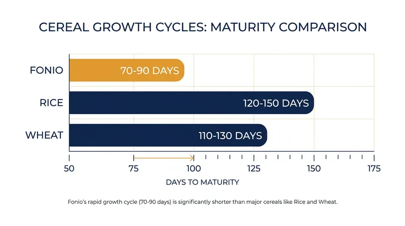 Fonio's rapid 70-to-90-day maturity cycle makes it a vital 'hungry season' crop in drought-prone regions.