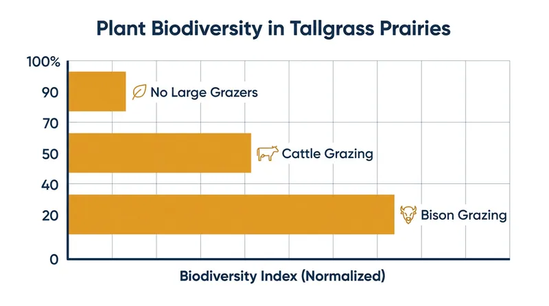 A 30-year study found that bison grazing doubles plant biodiversity compared to ungrazed prairies.