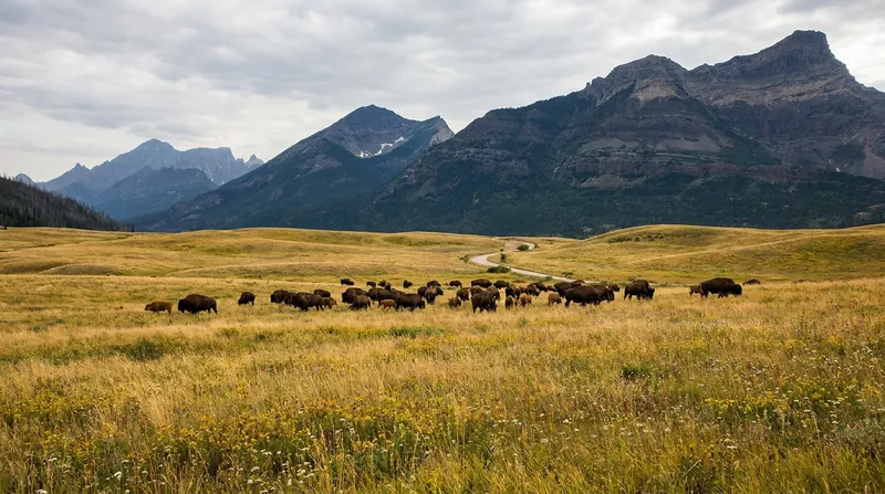 Cross-border initiatives are allowing bison to roam ancestral territories that span the US-Canada border.