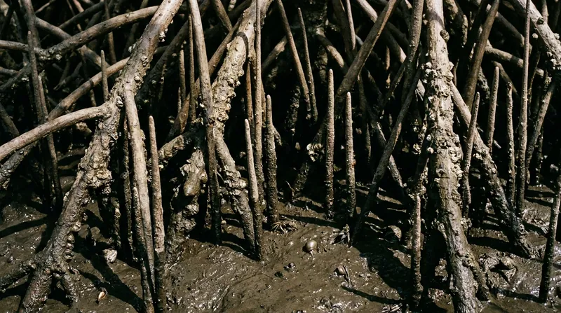 The dense, tangled aerial root systems of mangroves create immense hydraulic friction that slows rushing floodwaters.