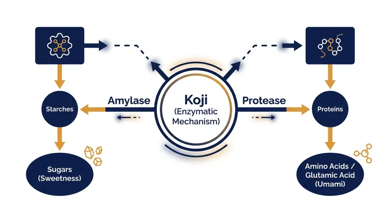 The dual enzymatic pathways of koji fermentation.