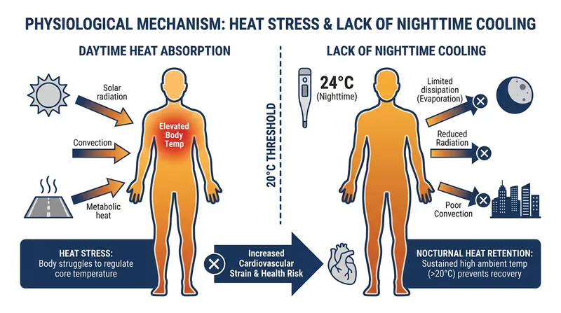 When nighttime temperatures fail to drop below 20°C (68°F), the human body is deprived of vital physiological recovery time.