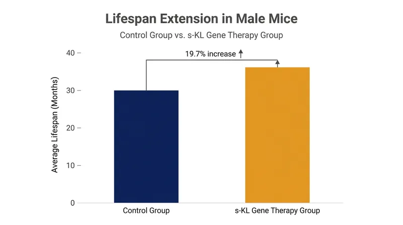 In a 2025 study, male mice treated with s-KL gene therapy at 12 months of age lived nearly 20% longer than the control group.