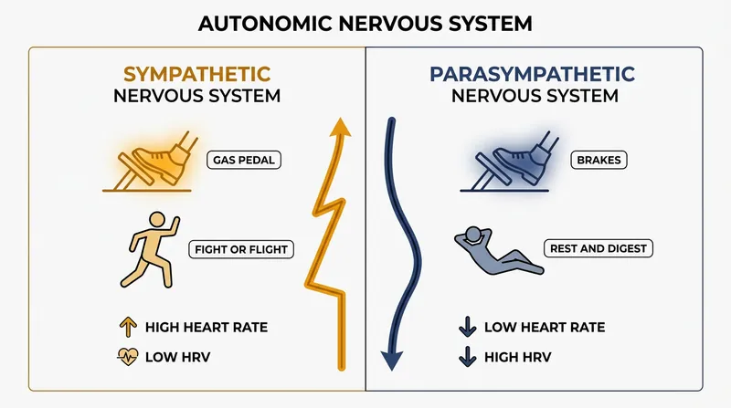 Heart Rate Variability is determined by the constant tug-of-war between the sympathetic and parasympathetic branches of the nervous system.