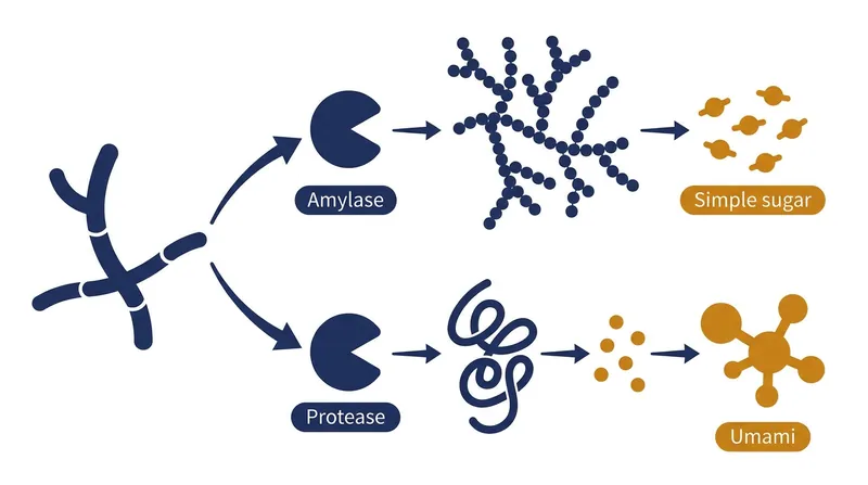Koji acts as a biological factory, secreting enzymes that break down complex macromolecules into highly flavorful compounds.