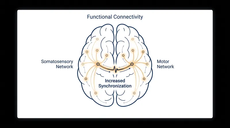Functional connectivity measures how well different regions of the brain synchronize to execute complex tasks.