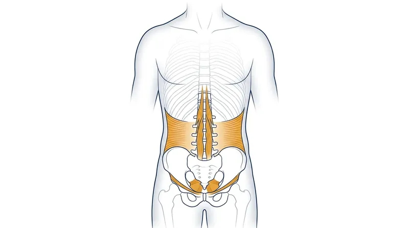 The 'Powerhouse' consists of deep stabilizing muscles that act as an internal corset for the spine and pelvis.
