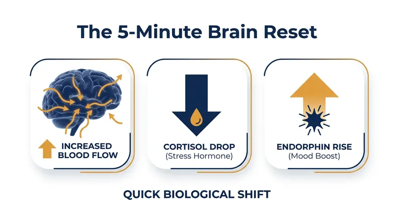Even brief periods of movement alter brain chemistry, reducing stress hormones and increasing blood flow.