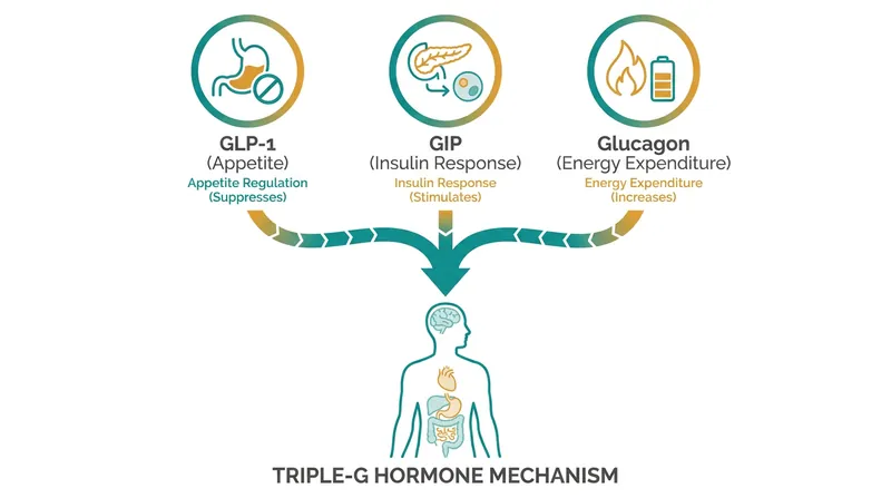 The triple-agonist mechanism attacks obesity by simultaneously reducing caloric intake and increasing resting energy expenditure.