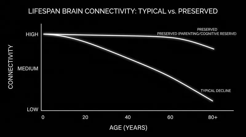 While typical aging reduces functional connectivity, the environmental complexity of parenting shifts the brain's trajectory in the opposite direction.