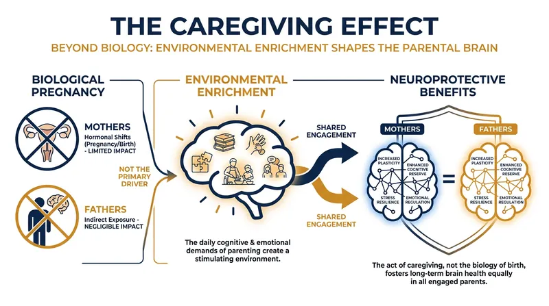 The brain benefits of parenthood are observed in both men and women, pointing to the caregiving environment rather than pregnancy.