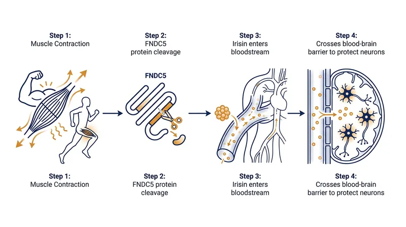 How the 'exercise hormone' travels from skeletal muscle to the central nervous system.