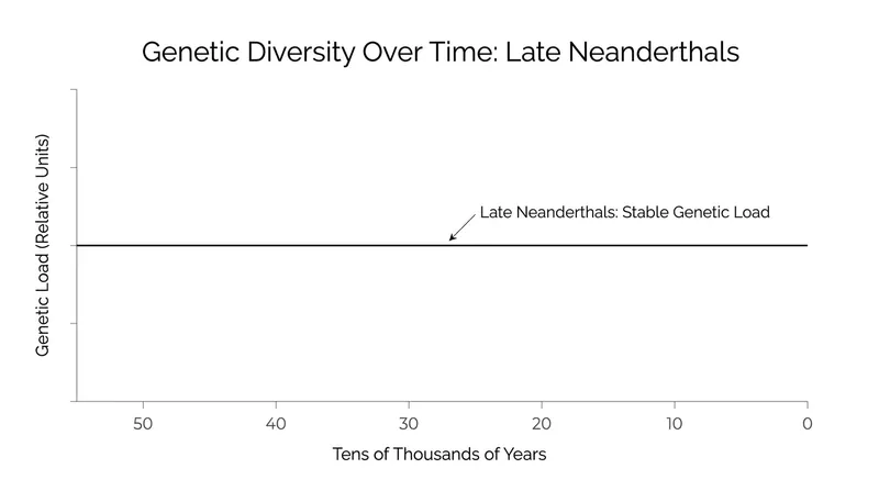 Contrary to previous theories, late Neanderthals showed no progressive accumulation of harmful mutations.