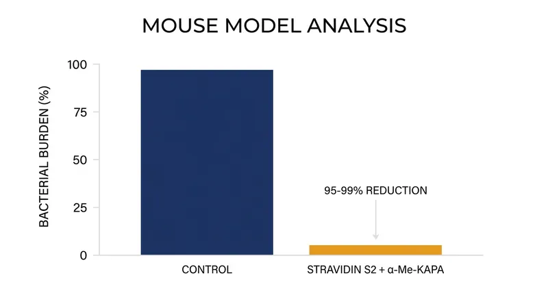 In vivo testing demonstrated a 95 to 99 percent reduction in multidrug-resistant E. coli when using the naturally evolved combination therapy.