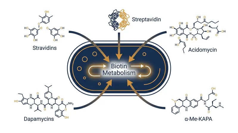 The megacluster produces five distinct components that attack bacterial biotin synthesis from different angles.