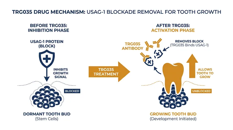 How TRG035 blocks the USAG-1 protein to activate dormant tooth buds.