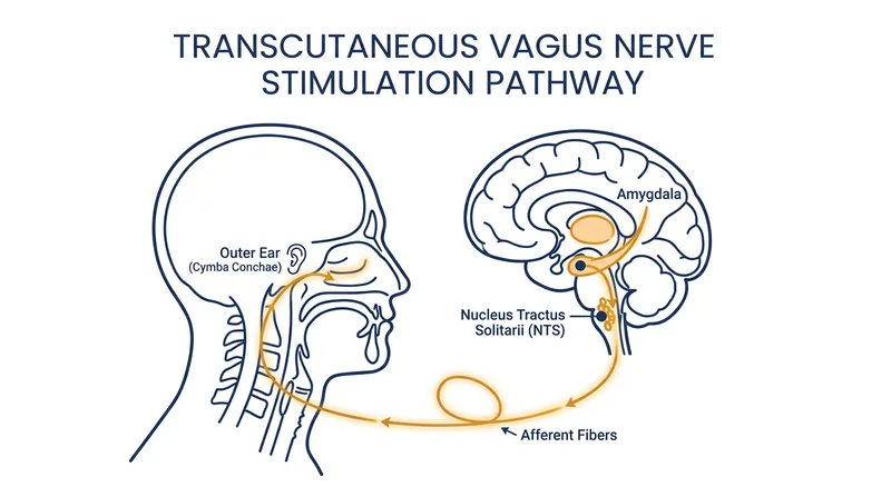 Electrical impulses delivered to the auricular branch of the vagus nerve travel directly to the brainstem, dampening activity in the amygdala.