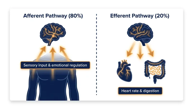 The vast majority of vagus nerve fibers are afferent, meaning they carry information from the body directly into the brain's processing centers.