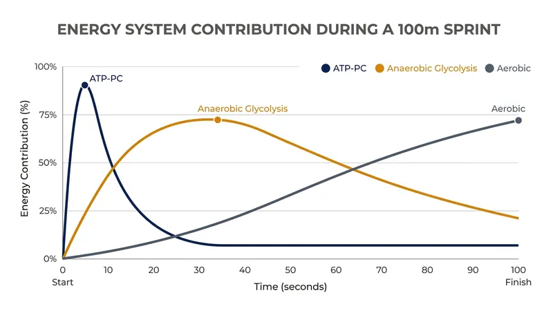 Short sprints rely heavily on anaerobic energy systems, which traditional long-distance training fails to target effectively.