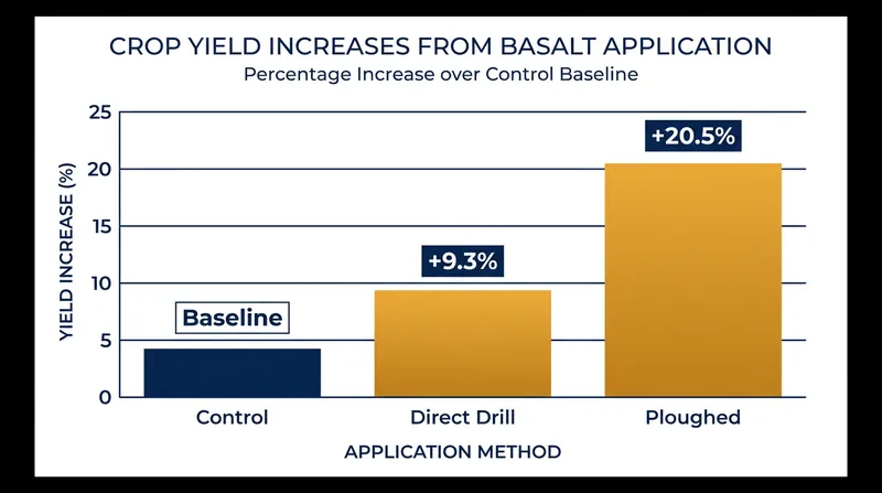 A 2024 trial demonstrated significant yield increases in spring oats treated with crushed basalt.
