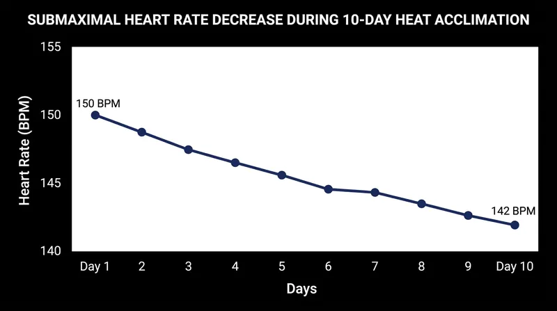 As plasma volume expands over 10 days, the heart pumps more blood per beat, lowering the heart rate required to sustain the same pace.