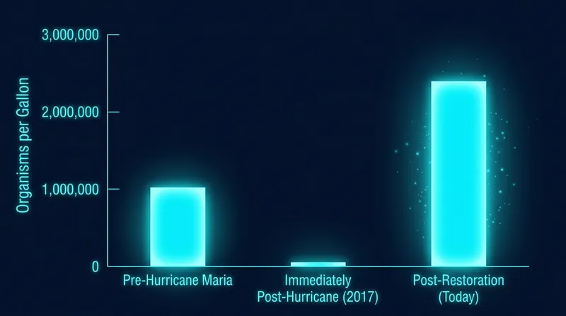Following the NOAA-backed restoration, dinoflagellate concentrations in Mosquito Bay rebounded to more than double their pre-storm levels.