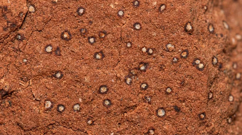 The 'leopard spots' found on the Cheyava Falls rock resemble features created by microbial metabolism on Earth.