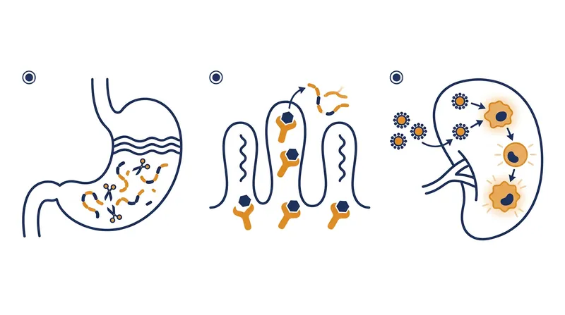 New therapies target the autoimmune cascade at three different stages: digestion, gut chemistry, and immune memory.