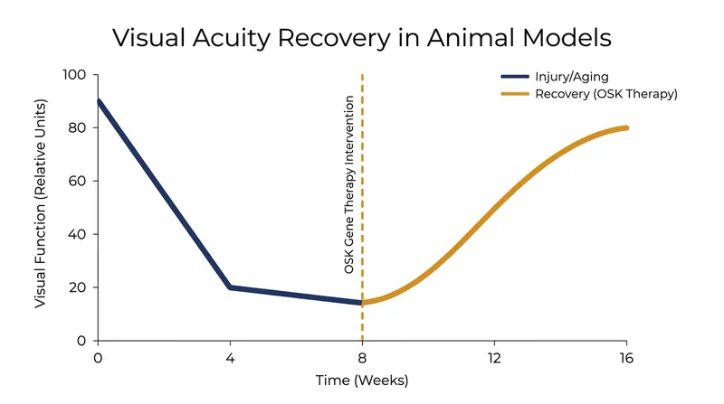 In foundational mouse studies, OSK therapy successfully restored lost vision after optic nerve crush injuries and glaucoma models.