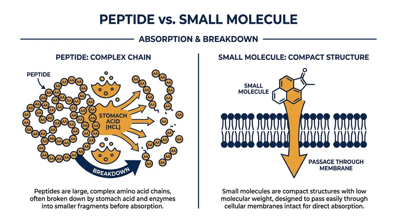 Unlike fragile peptides, small molecules are chemically stable enough to survive stomach acid and enter the bloodstream.