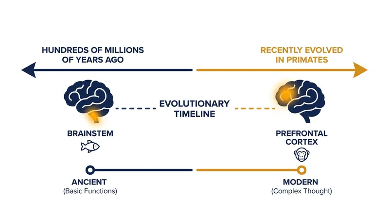 The brainstem's attention engine predates the prefrontal cortex by hundreds of millions of years.