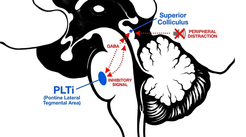 The PLTi circuit uses the neurotransmitter GABA to dampen the electrical activity of competing distractions.