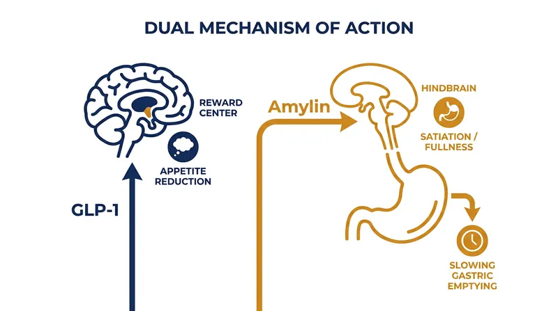 The therapy targets two distinct hormonal pathways to regulate both the desire to eat and the physical sensation of fullness.