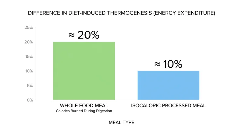 Whole foods require significantly more energy to digest than their processed equivalents.