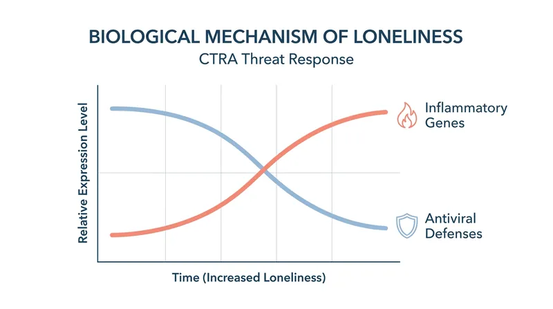 Social isolation triggers the Conserved Transcriptional Response to Adversity (CTRA), upregulating inflammation while suppressing antiviral immunity.