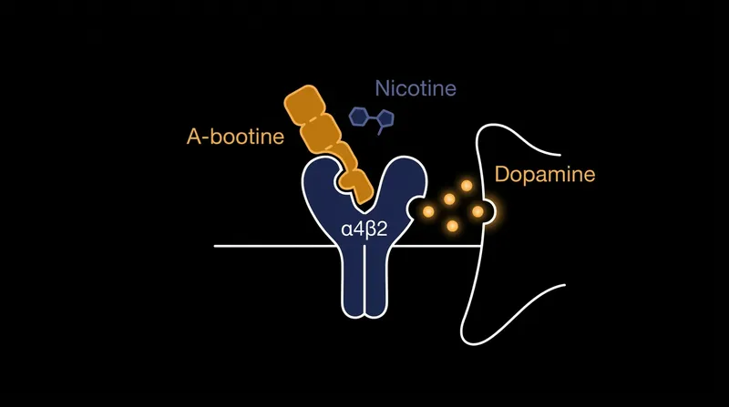 Cytisinicline works as a partial agonist, mildly stimulating dopamine to prevent withdrawal while blocking nicotine from attaching to receptors.