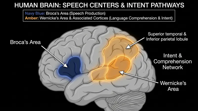 Mapping regions outside the frontal lobe helps ensure the BCI only decodes intended speech, acting as a cognitive filter.