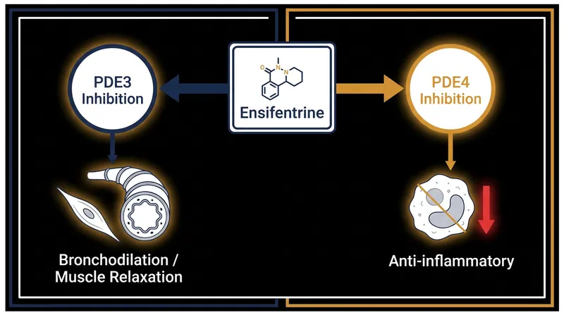 Ensifentrine is the first molecule to combine PDE3 and PDE4 inhibition for COPD treatment.