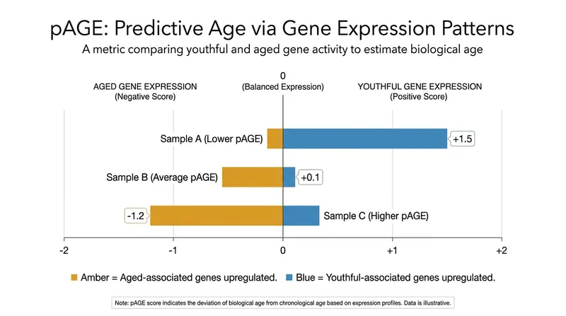 The pAGE metric evaluates whether a drug's perturbation profile reverses or accelerates age-related gene expression.